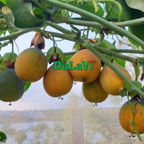 Cây giống chanh dây ngọt Colombia