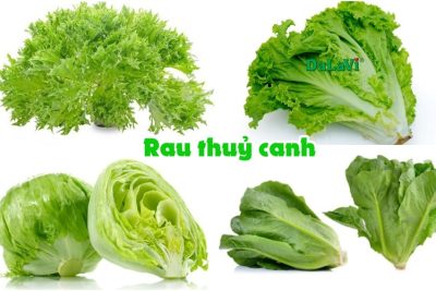 Sự khác nhau giữa trồng rau thủy canh và thổ canh là gì?