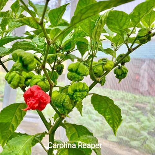 Ớt Carolina Reaper