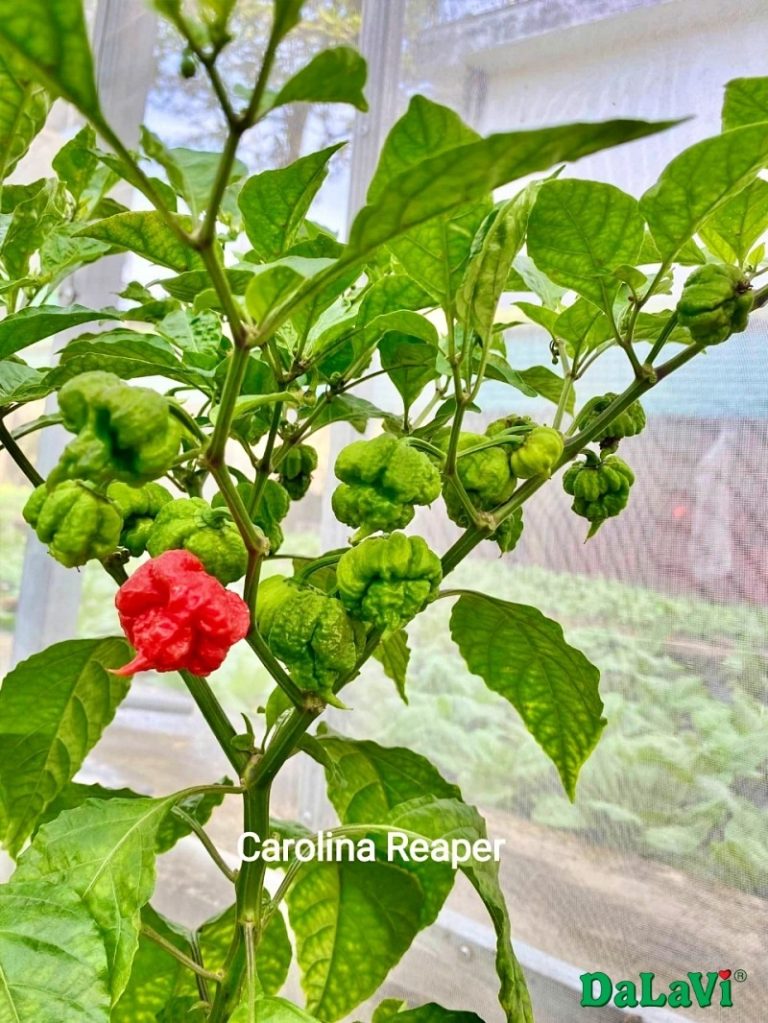 Ớt Carolina Reaper