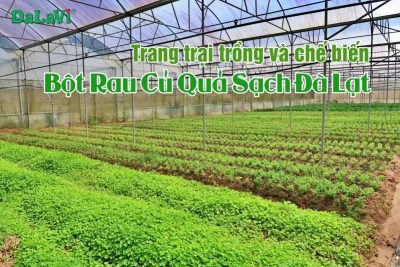 Trang trại trồng và chế biến bột rau củ quả sạch Đà Lạt