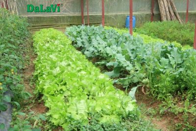 Mua sỉ rau Đà Lạt với đa dạng rau thủy canh, rau gia vị