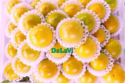 Mua vú sữa Hoàng Kim chất lượng và uy tín từ ASO FARM