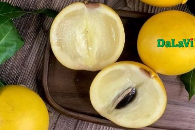 Vú sữa Hoàng Kim Lâm Đồng có công dụng gì cho sức khỏe