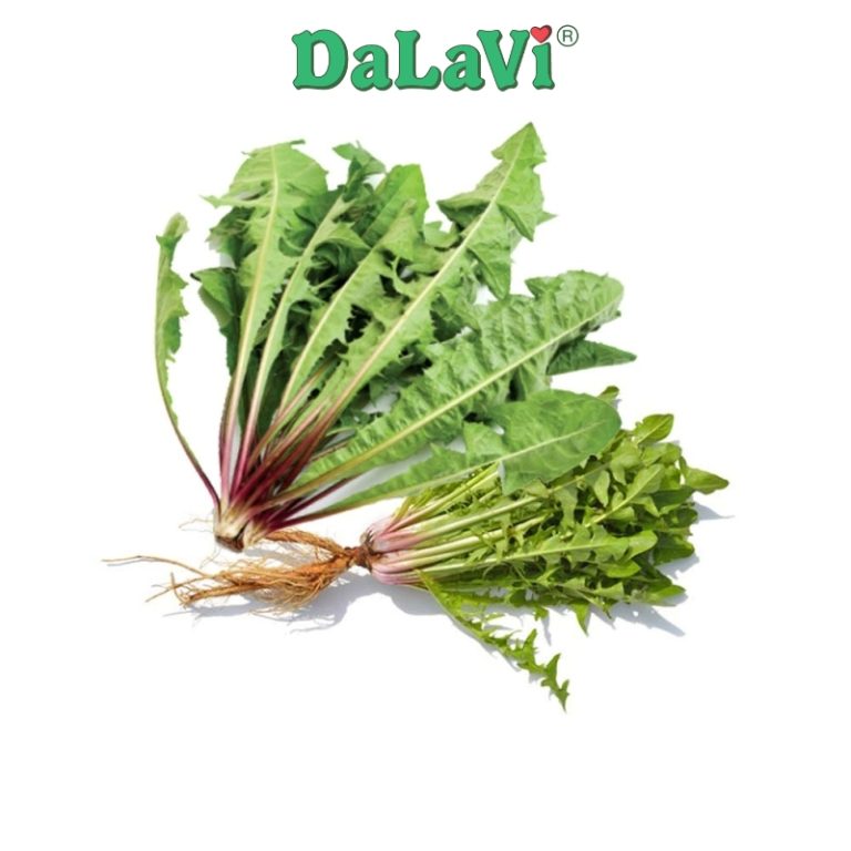 Cây bồ công anh tươi