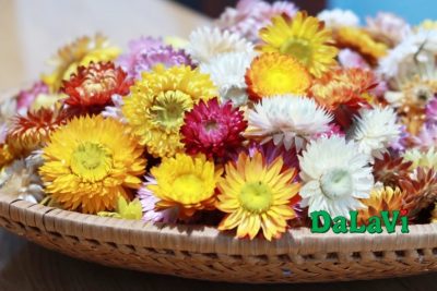 Mua hoa bất tử khô Đà Lạt ở đâu uy tín?