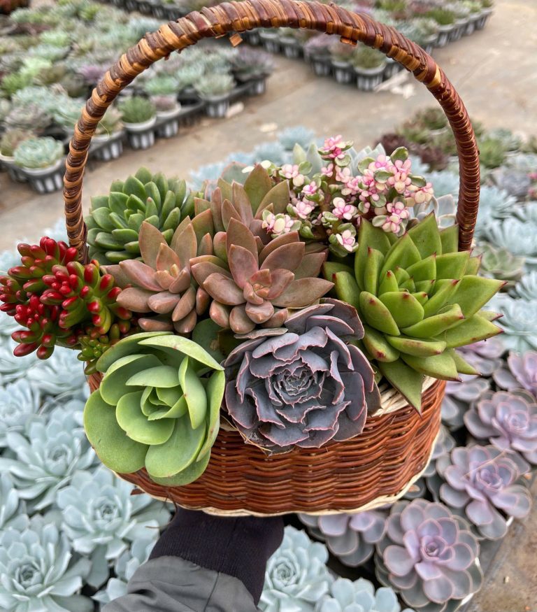 Giỏ Sen đá cao cấp