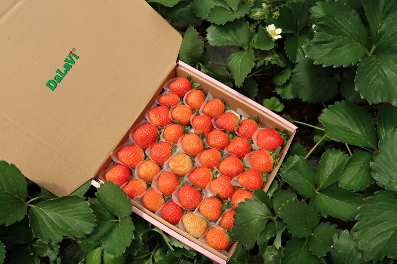 Dâu tây ít chua gọi tên dâu tây Nhật Bản chất lượng