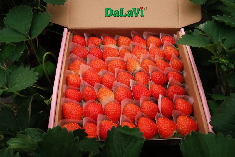 Dâu tây ít chua gọi tên dâu tây Nhật Bản chất lượng