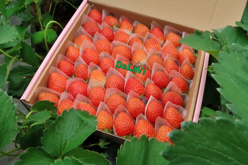 Mua hộp quà dâu tây là quà tặng số 1 cho phái nữ