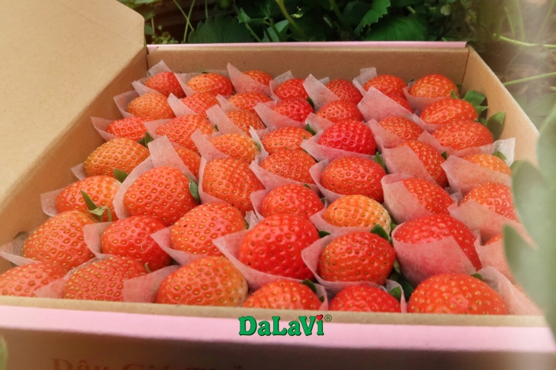 Dâu tây ít chua gọi tên dâu tây Nhật Bản chất lượng