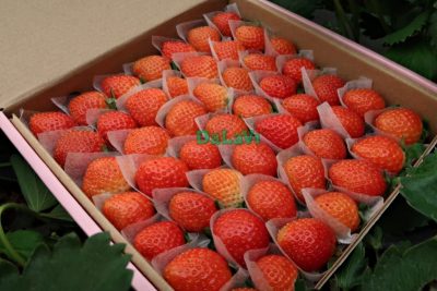 Tất tần tật về dâu tây Đà Lạt