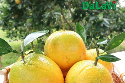 6 công dụng của cam Cara ruột đỏ