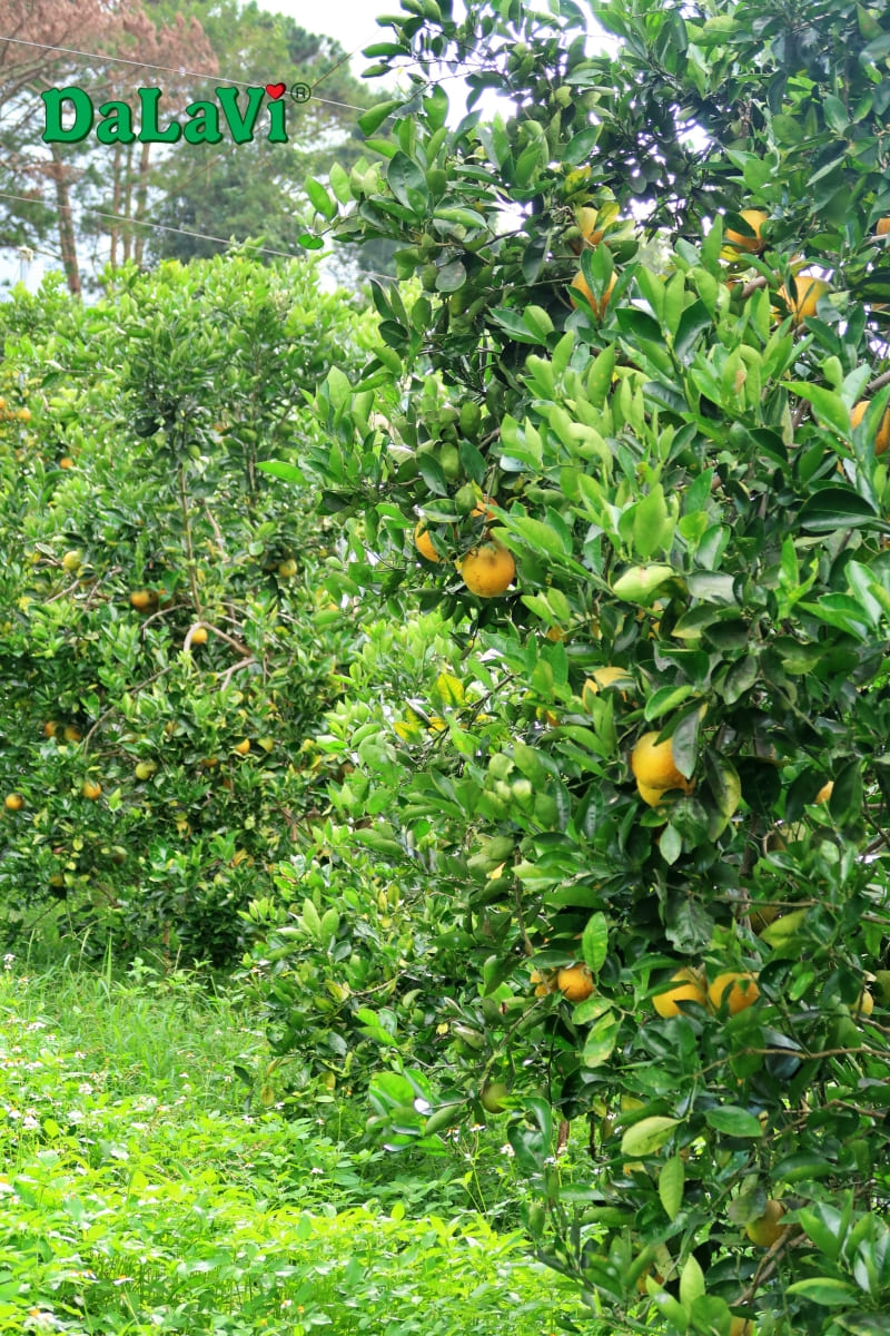 Bảo quản cam Cara ruột đỏ tươi lâu và vận chuyển được xa