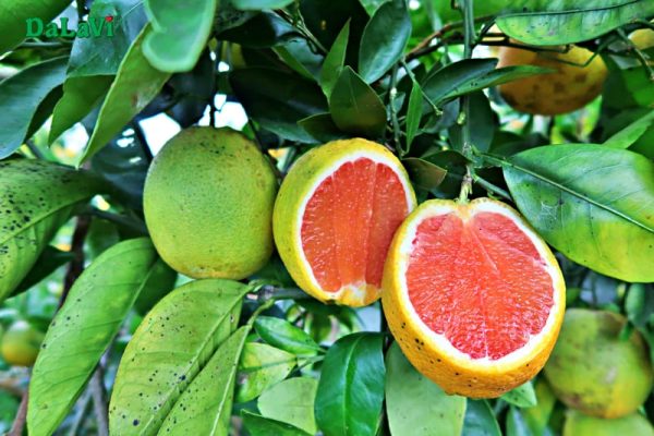Cam Cara ruột đỏ không hạt - Hình ảnh 2