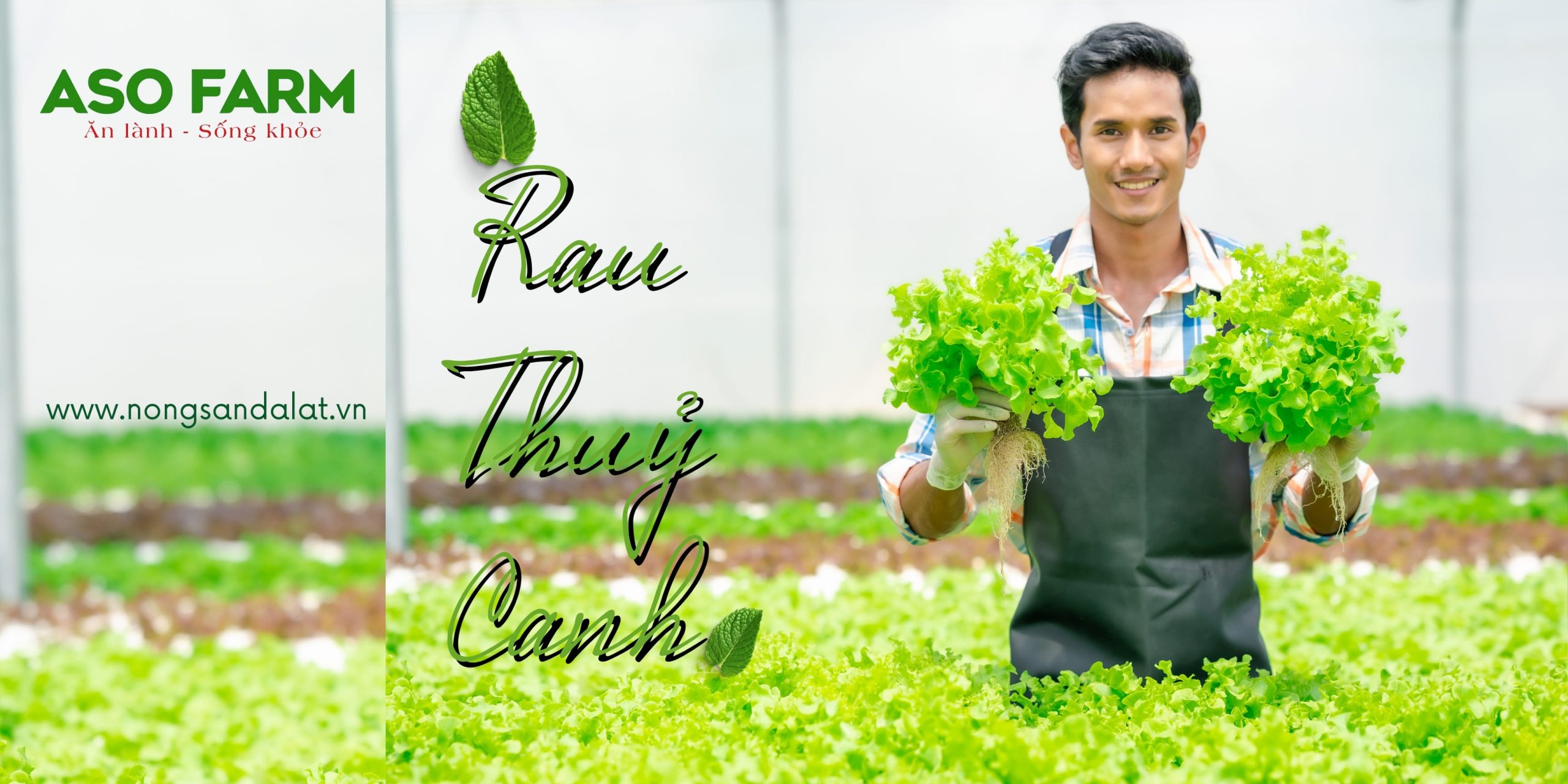 Mua sỉ rau Đà Lạt với đa dạng rau thủy canh, rau gia vị