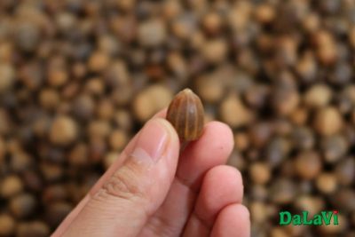 Mùa hạt dẻ rừng đã đến – Thưởng thức ngay thôi