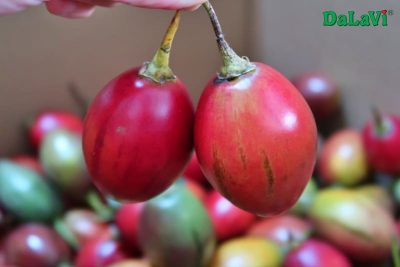 Top 8 công dụng của cà chua thân gỗ, bạn đã biết?