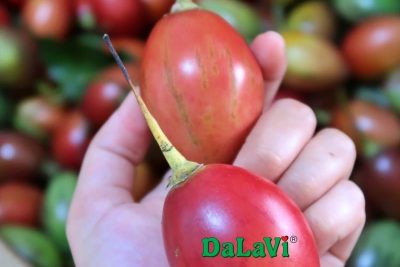 Cà chua thân gỗ có thật sự khó ăn?