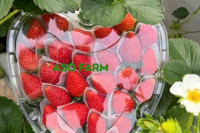 Mua dâu tây giống Nhật Sky với giá sỉ cho mọi đối tác