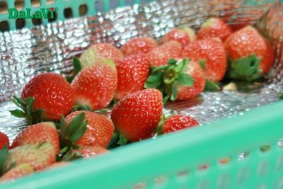 Mua dâu tây Đà Lạt giá sỉ tại ASO FARM