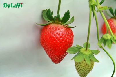Mua dâu tây Đà Lạt ngon sạch từ nhà vườn