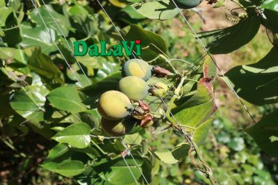 Chanh dây ngọt Colombia – Địa chỉ cung cấp cây giống
