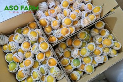 Mua sỉ chanh dây ngọt Colombia chất lượng tại Đà Lạt