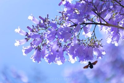 Phượng tím Đà Lạt – Bâng khuâng màu tím mộng mơ