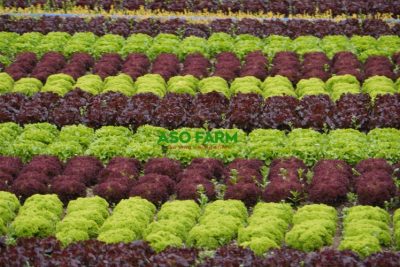 Công dụng và cách phân biệt các loại xà lách