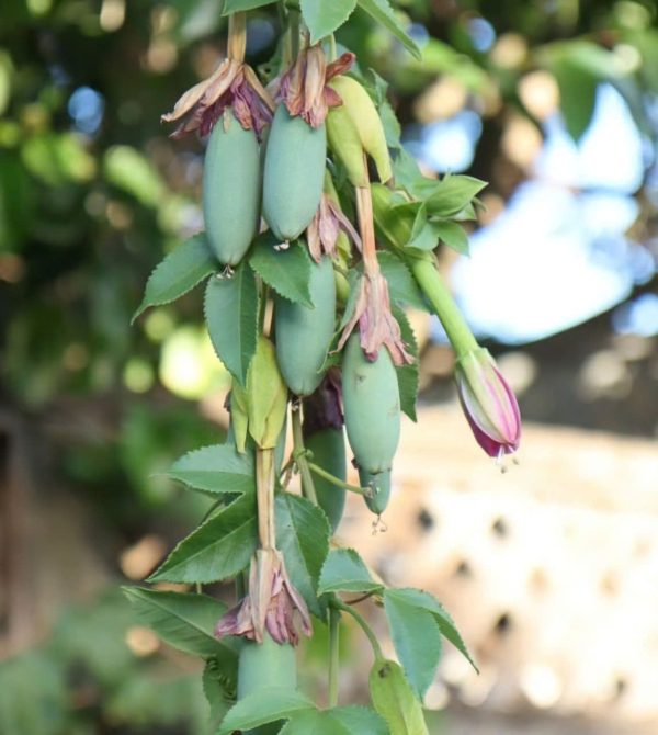 Chanh dây chuối - Hình ảnh 4