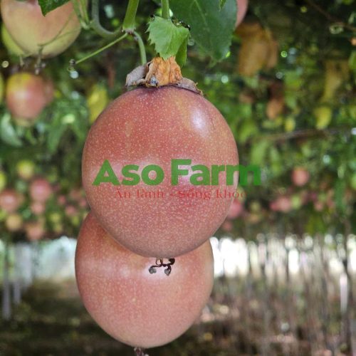 Chanh dây tím ngọt