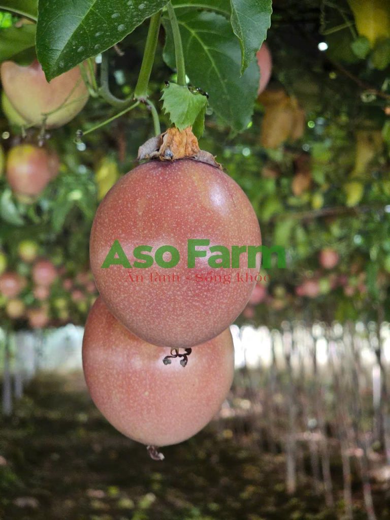 Chanh dây tím ngọt