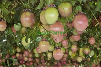 Chanh dây tím ngọt ăn có tốt không?
