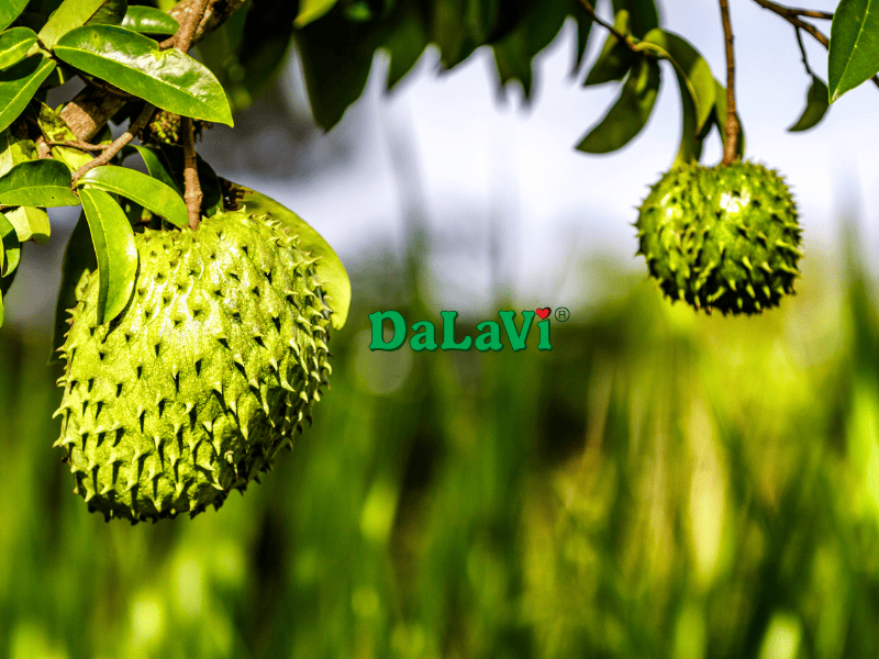 Công dụng của mãng cầu sấy dẻo sẽ khiến bạn bất ngờ