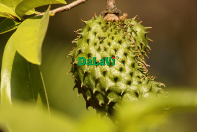 Công dụng của mãng cầu sấy dẻo sẽ khiến bạn bất ngờ