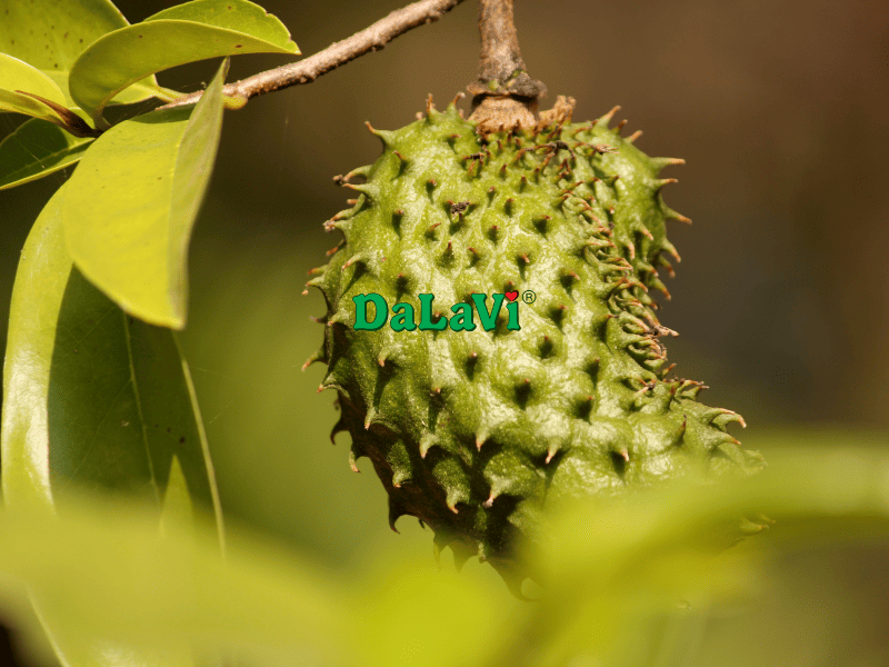 Công dụng của mãng cầu sấy dẻo sẽ khiến bạn bất ngờ