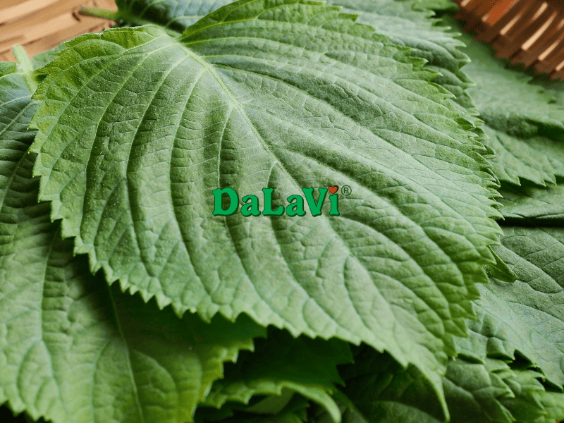 Mua sỉ lá mè Hàn Quốc trồng tại Lâm Đồng từ ASO FARM 