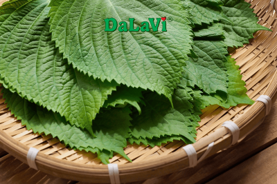 Mua sỉ lá mè Hàn Quốc trồng tại Lâm Đồng từ ASO FARM