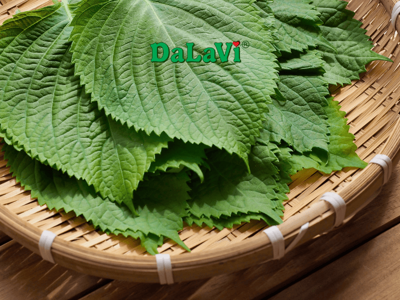 Mua sỉ lá mè Hàn Quốc trồng tại Lâm Đồng từ ASO FARM 