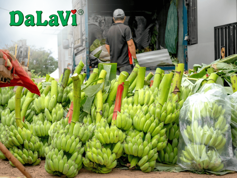 Bảo quản chuối Laba tươi Lâm Đồng lâu ngày, đúng cách